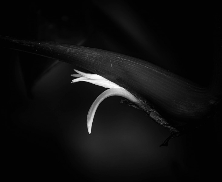 Beginning IV