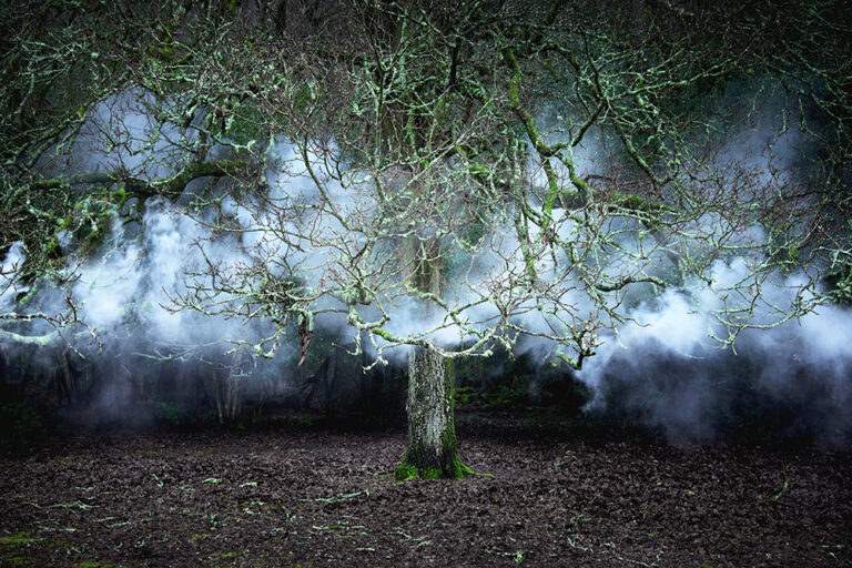 Between the Trees 11