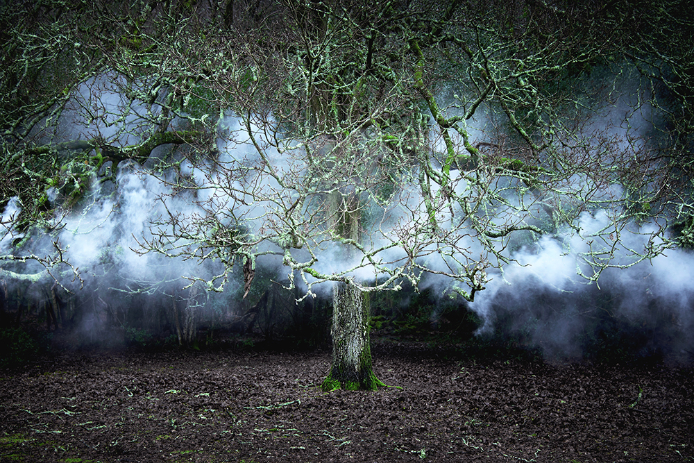 Between the Trees 11