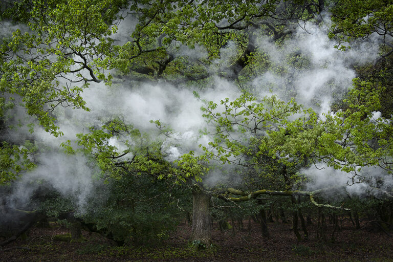 Between the Trees 12