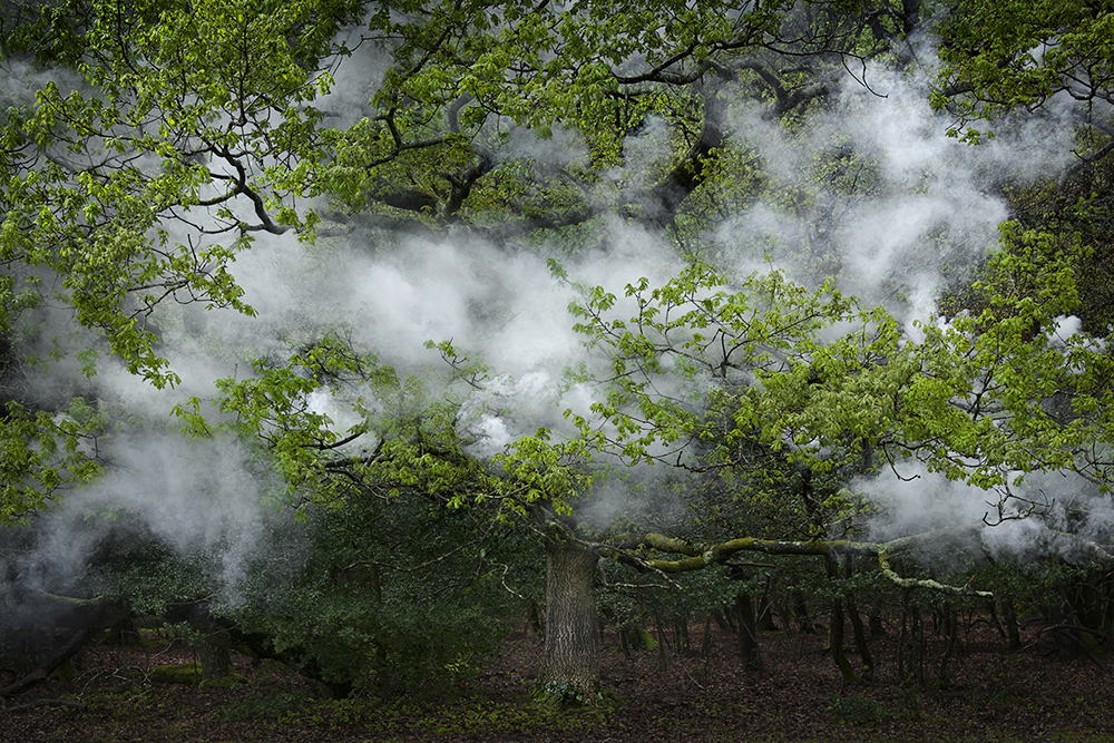 Between the Trees 12