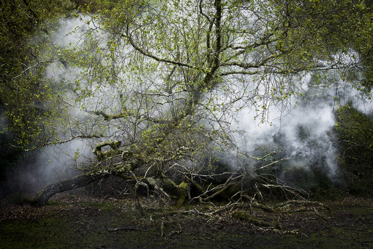 Between the Trees 13
