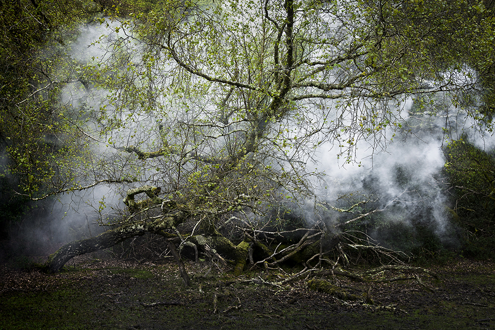 Between the Trees 13