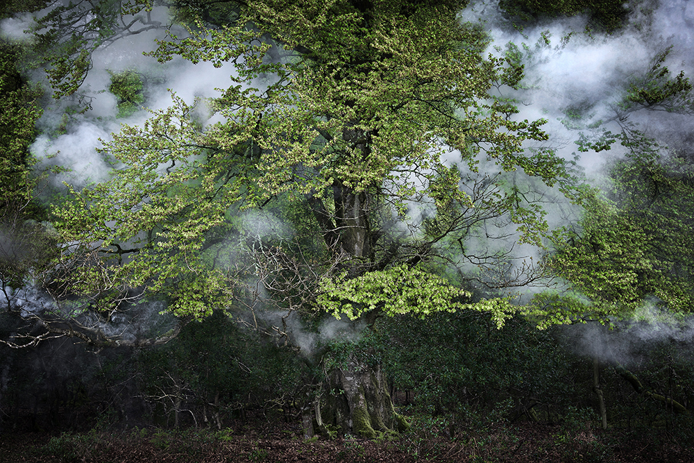 Between the Trees 14
