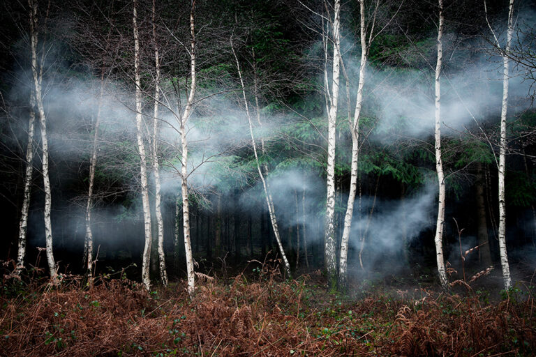 Between the Trees 2