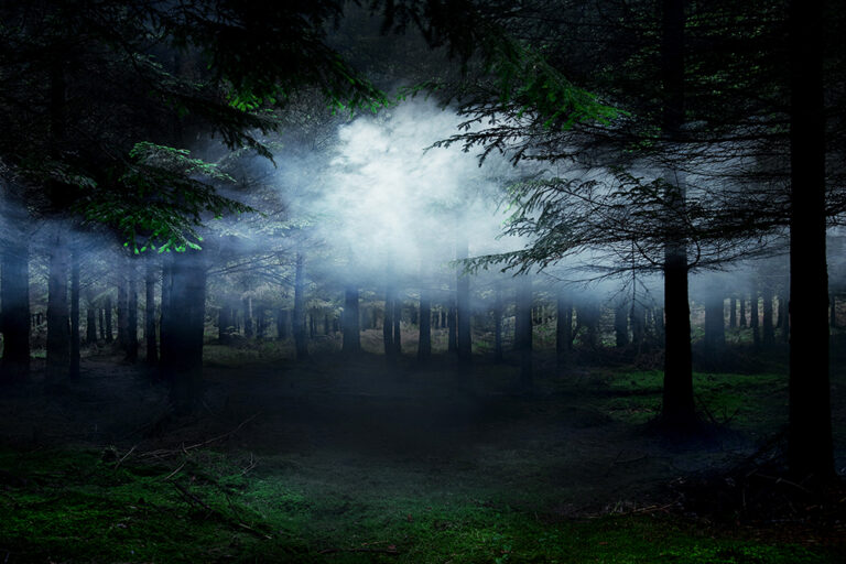 Between the Trees 4