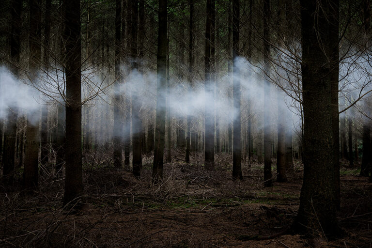 Between the Trees 6