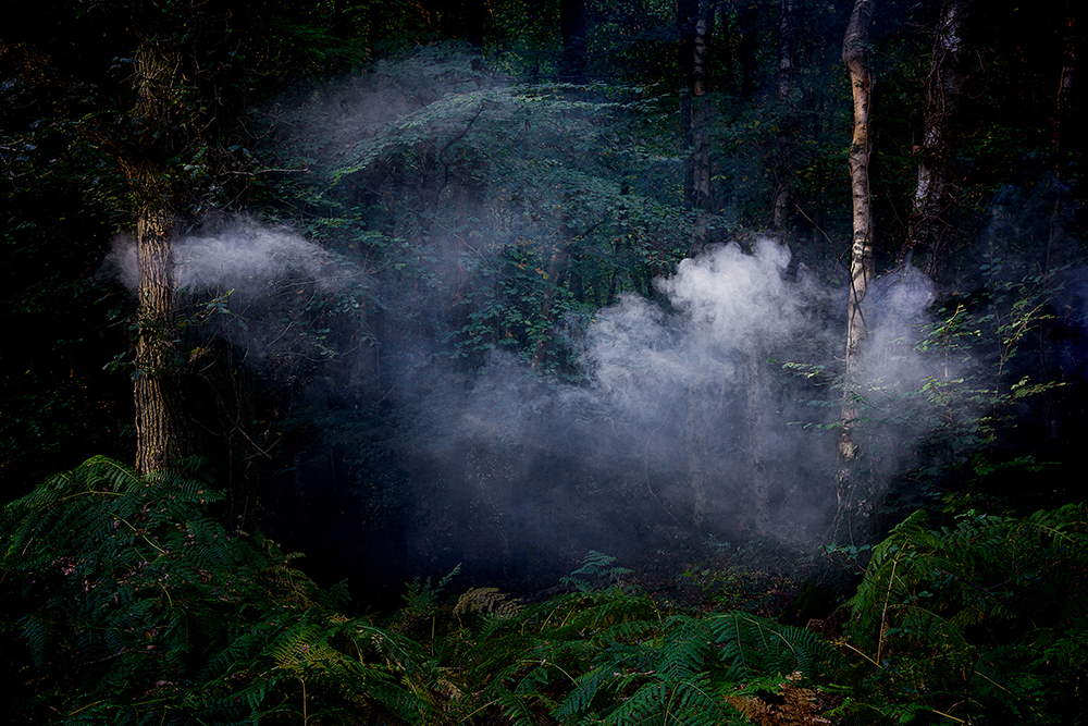 Between the Trees 7