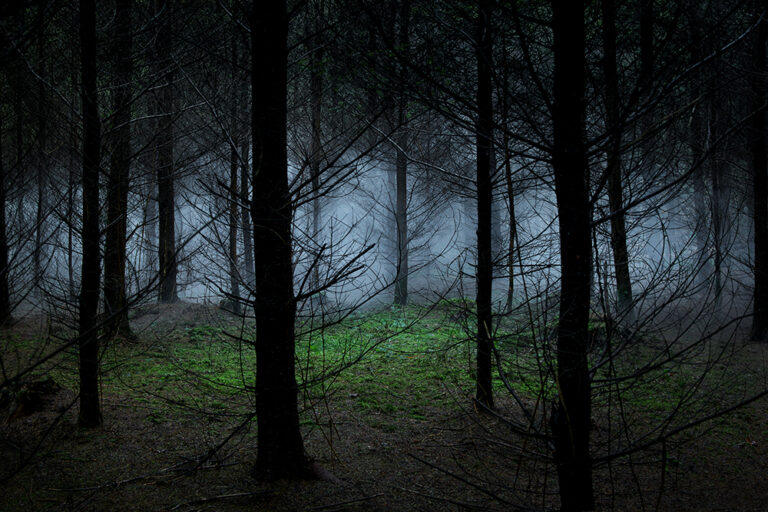 Between the Trees 8
