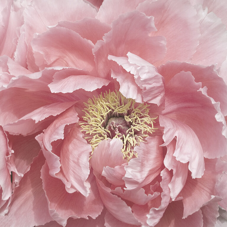 Bloom Bliss
