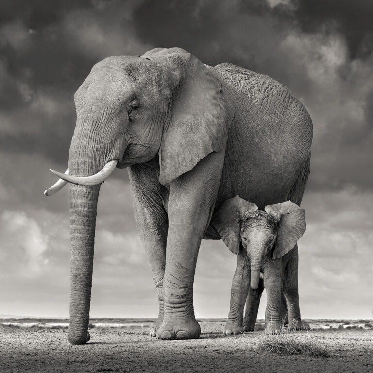 Mother and Calf, Amboseli, Kenya
