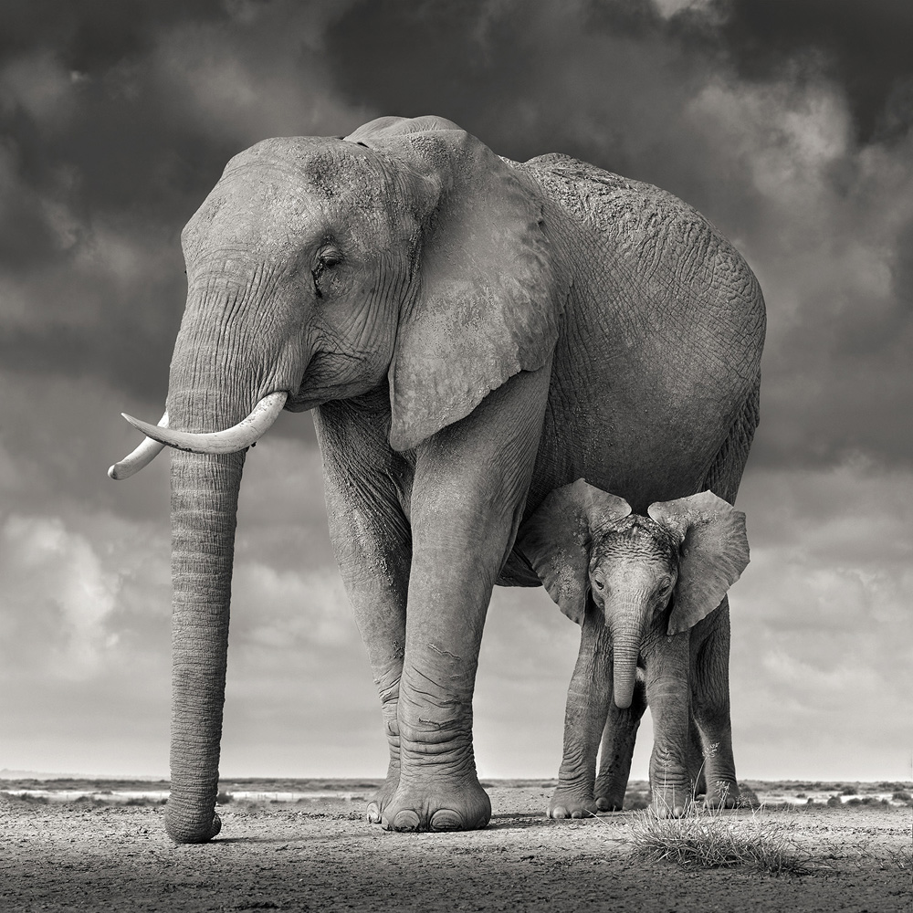 Animals