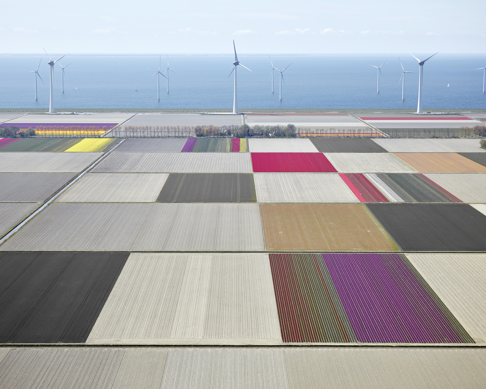 Tulips and Turbines 01