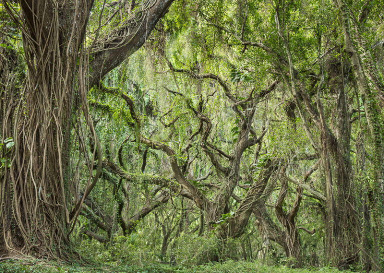 Rain Forest, Detail, Oahu Coast, Hawai