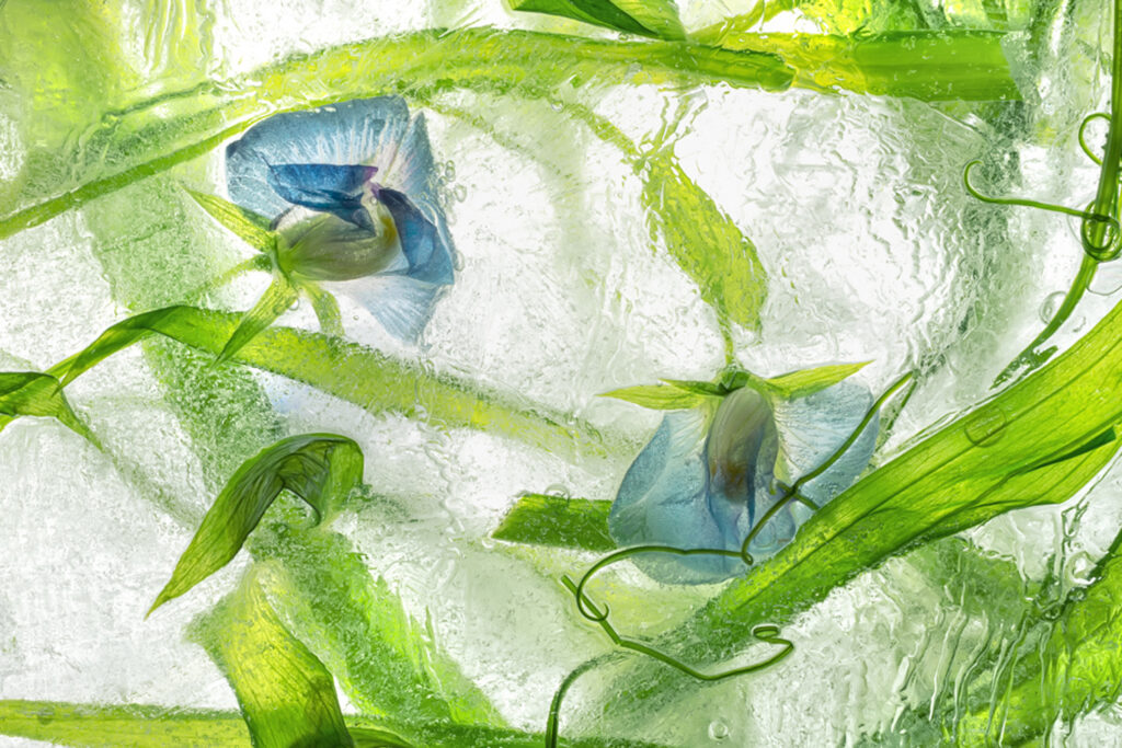 Color Ice Form 232