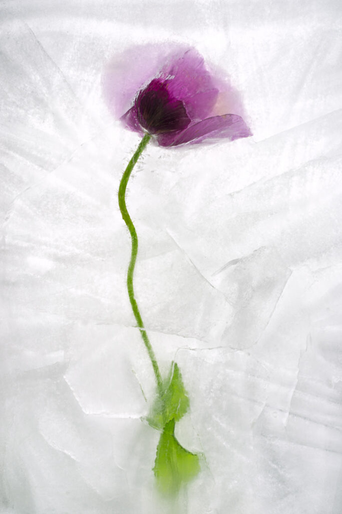 Color Ice Form 237