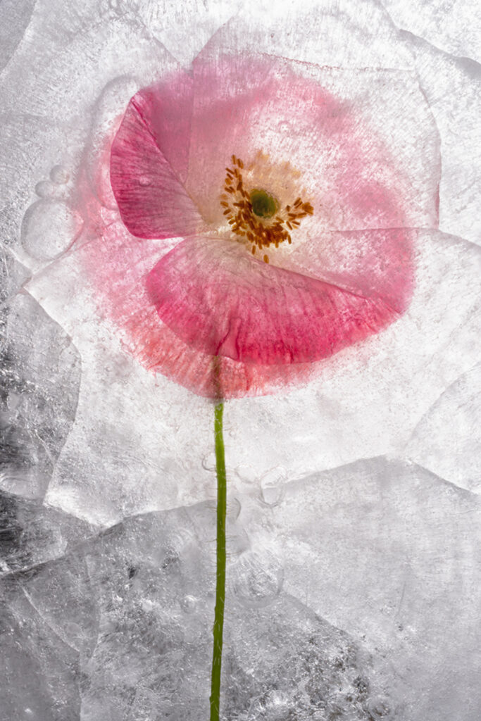 Color Ice Form 241