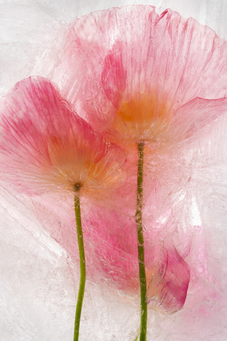 Color Ice Form 246