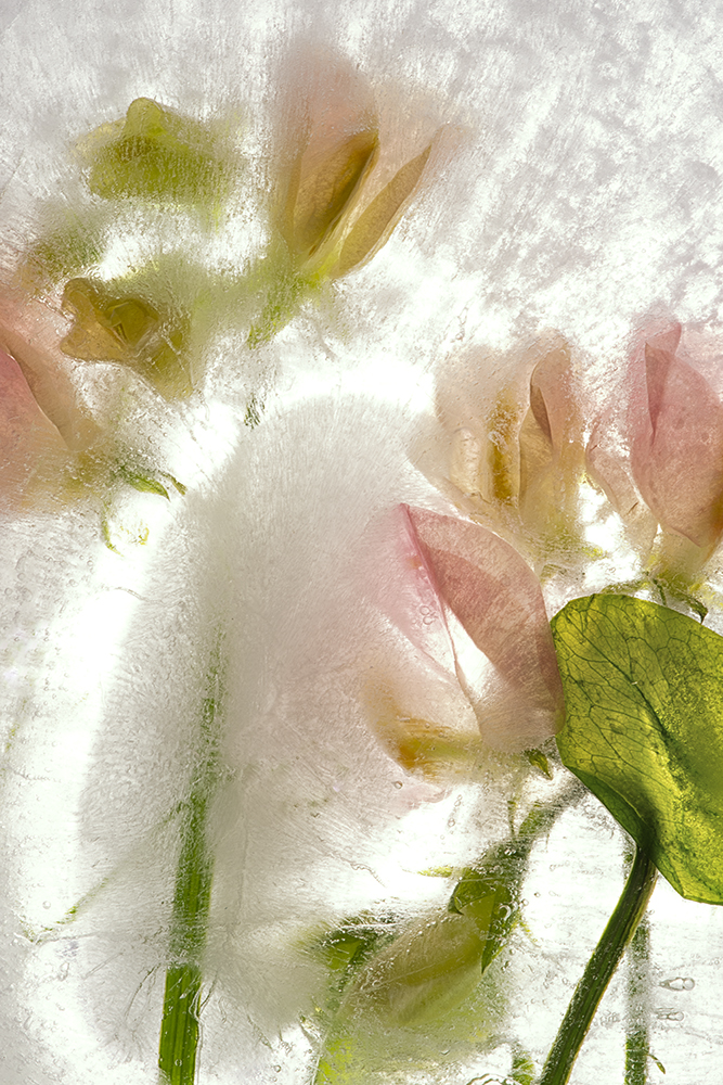 Color Ice Form 263
