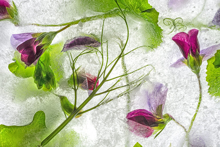 Color Ice Form 265