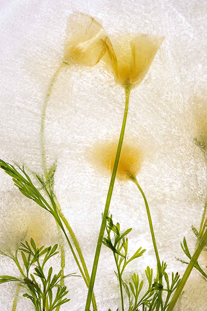 Color Ice Form 266