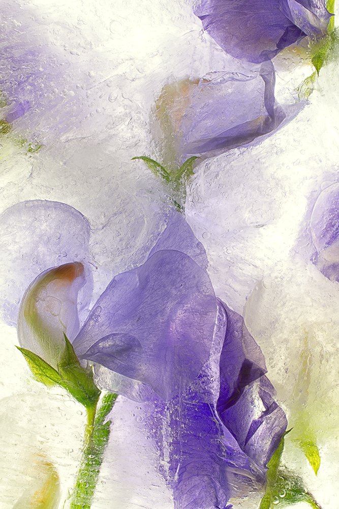 Color Ice Form 267