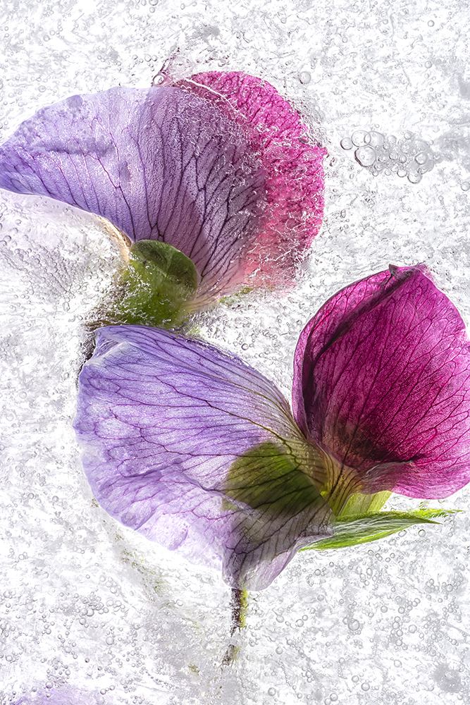 Color Ice Form 271