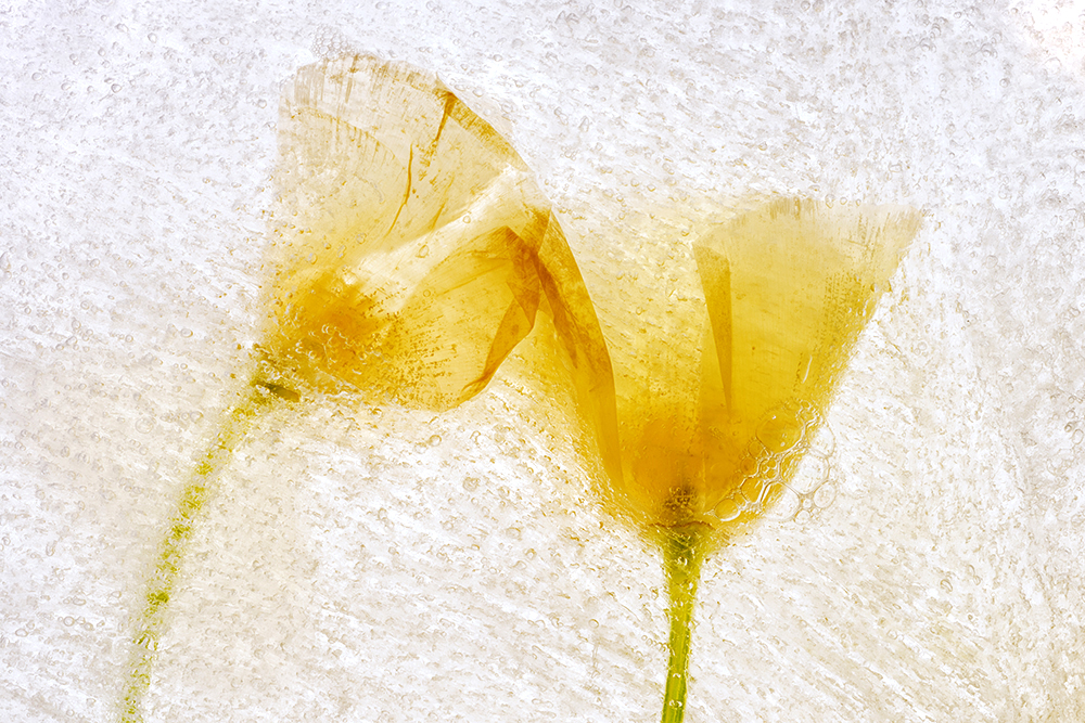 Color Ice Form 273