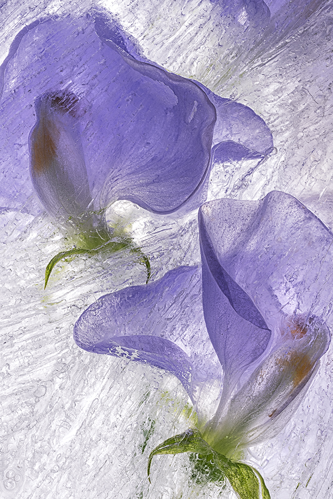Color Ice Form 282