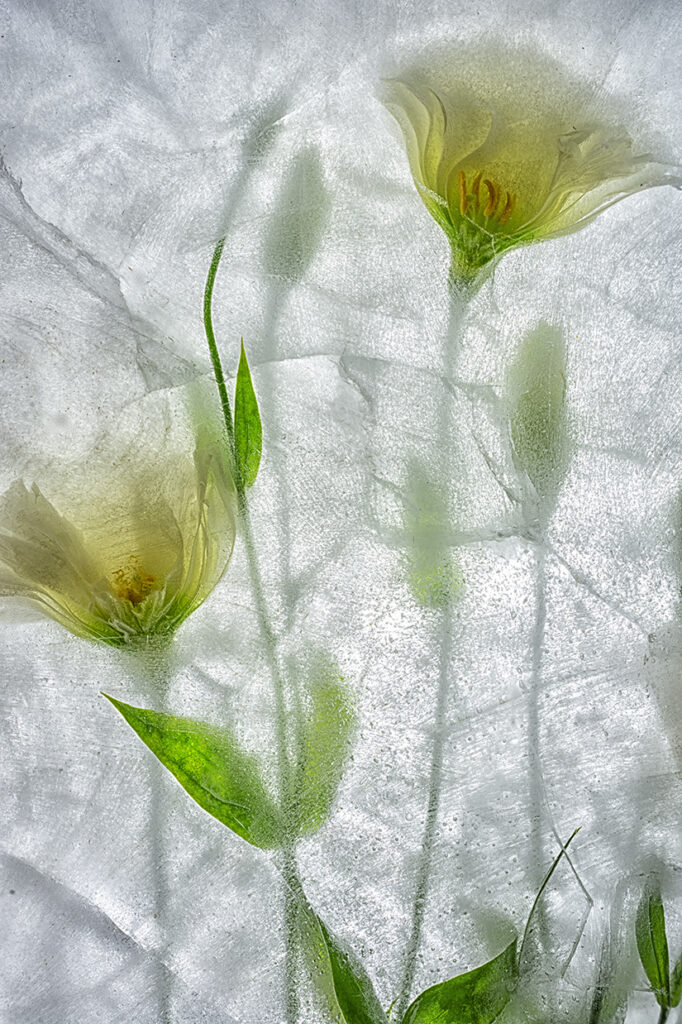 Color Ice Form #315