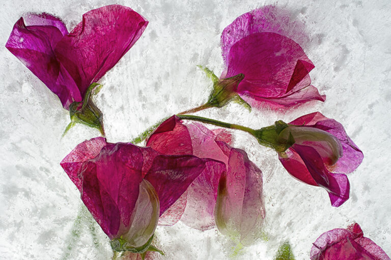 Color Ice Form 269