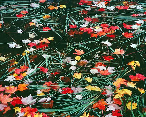 Floating Leaves, Vermont