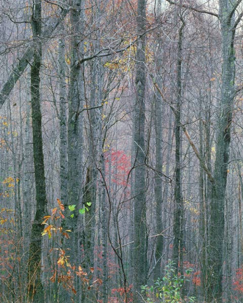 Vines II, Georgia