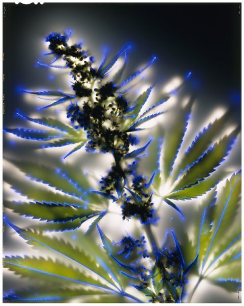 Cannabis Sativa