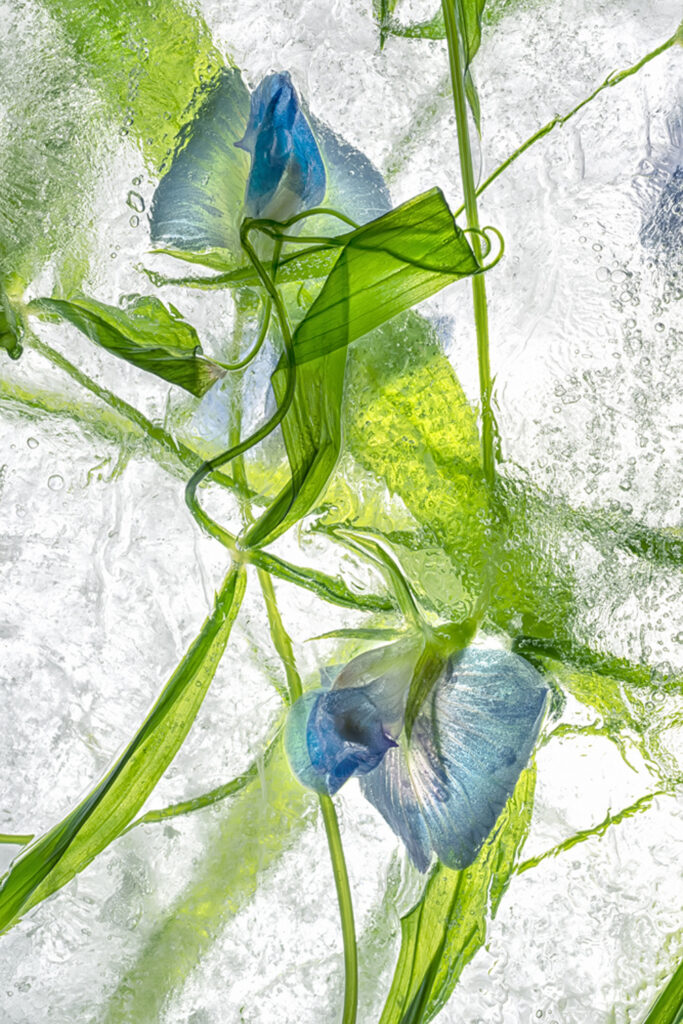 Color Ice Form 231