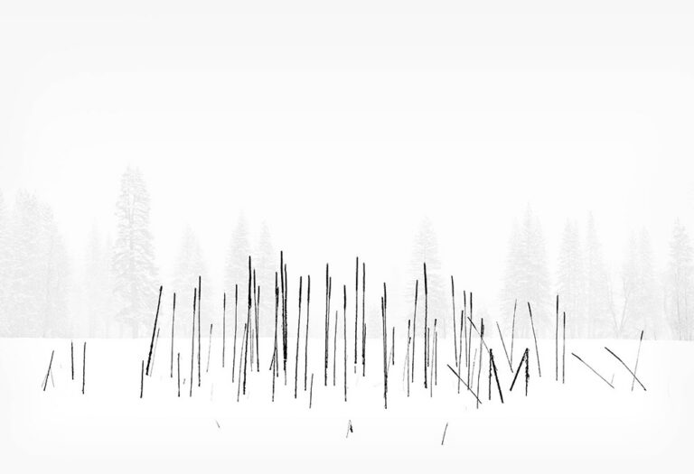 Cattails, Snowstorm, Yosemite