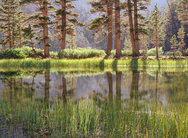 Trees and Pool, Arrowhead Lake