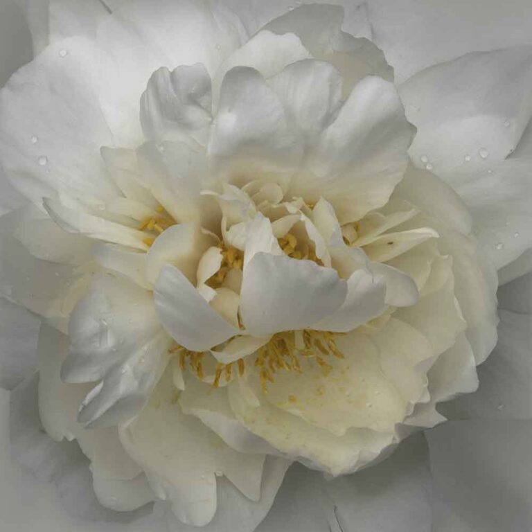 Creamy White Peony I