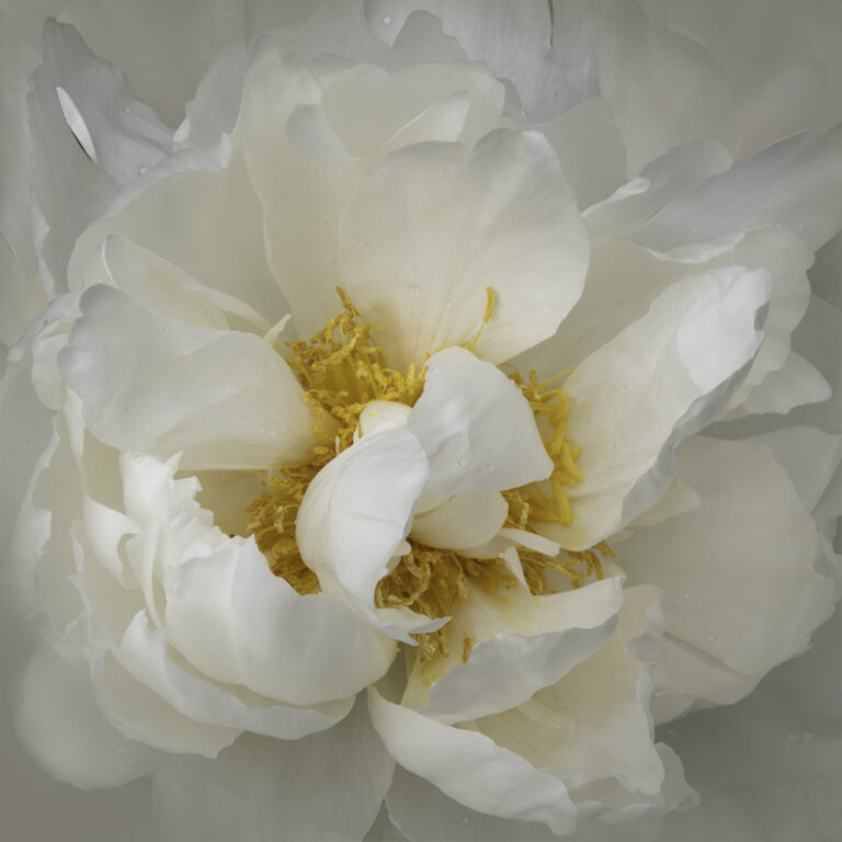 Creamy White Peony II