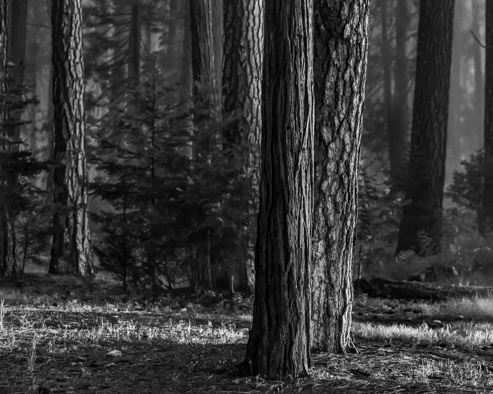 Evening Light, Yosemite National Park