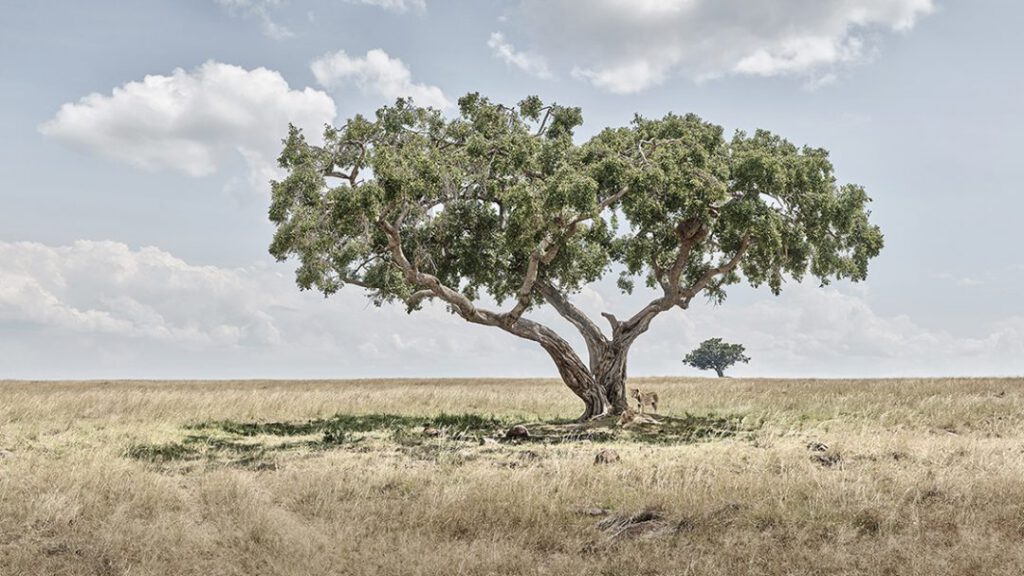 Lion Cubs Under Acacia Tree, Maasai Mara, Kenya