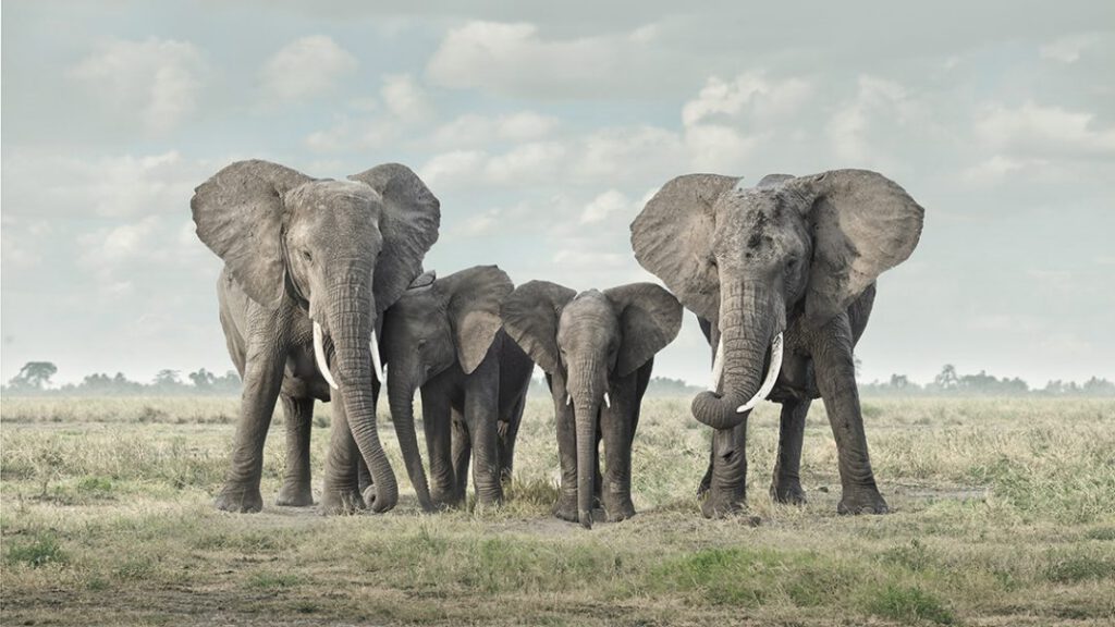 Solice, Amboseli, Kenya