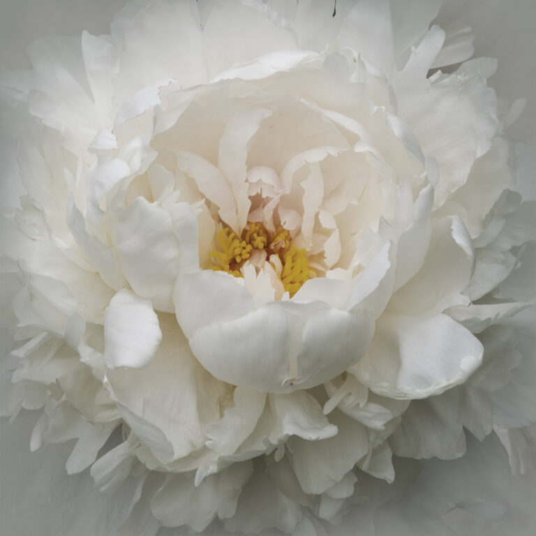 Dawn Rising Peony