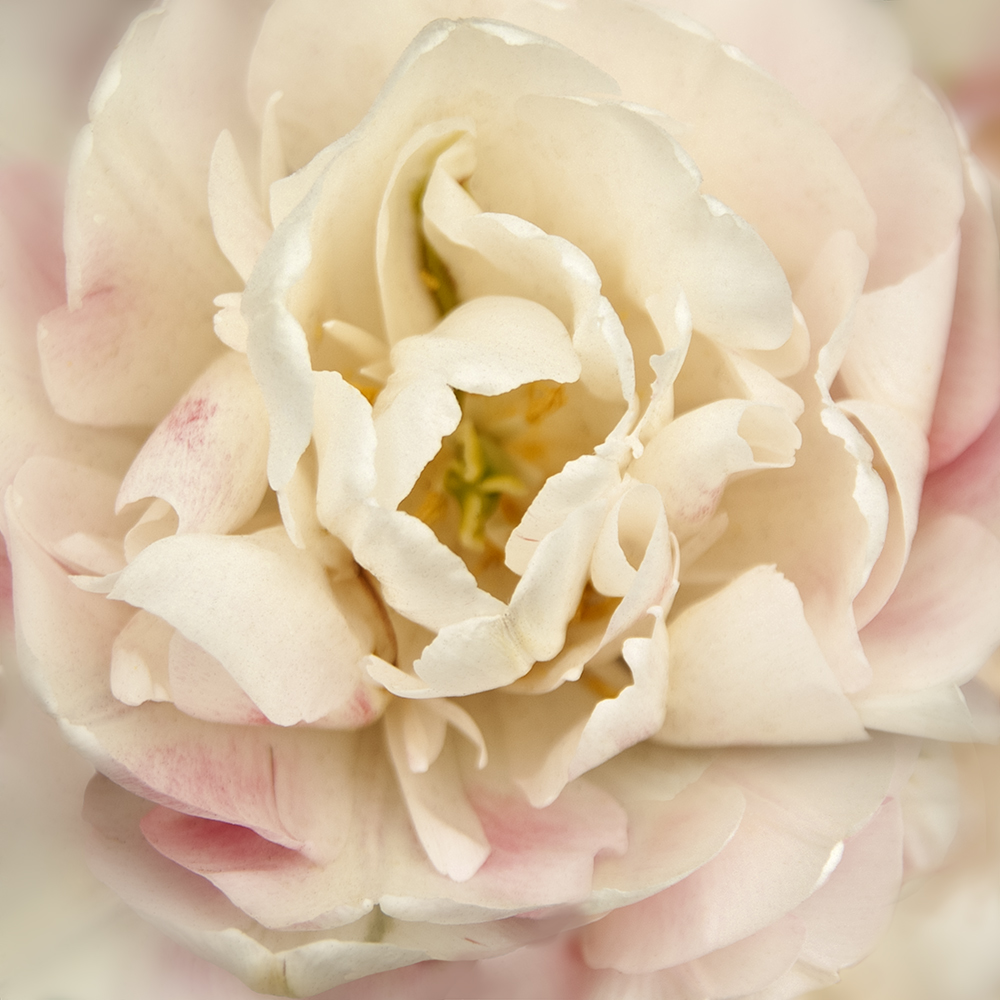 Daybreak Tulip II