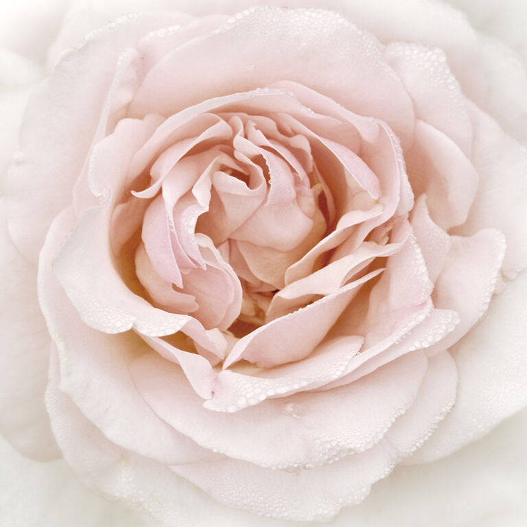 Dew Drop Rose