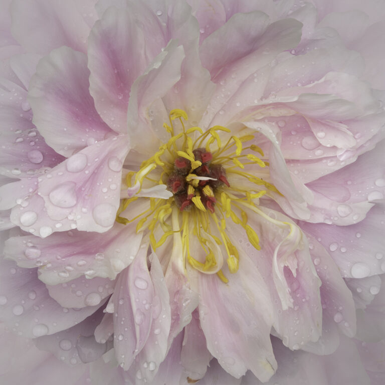 Dewy Pink Peony