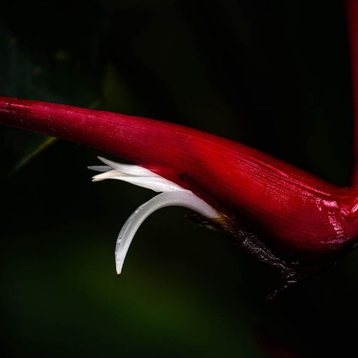 Awakening Red with White