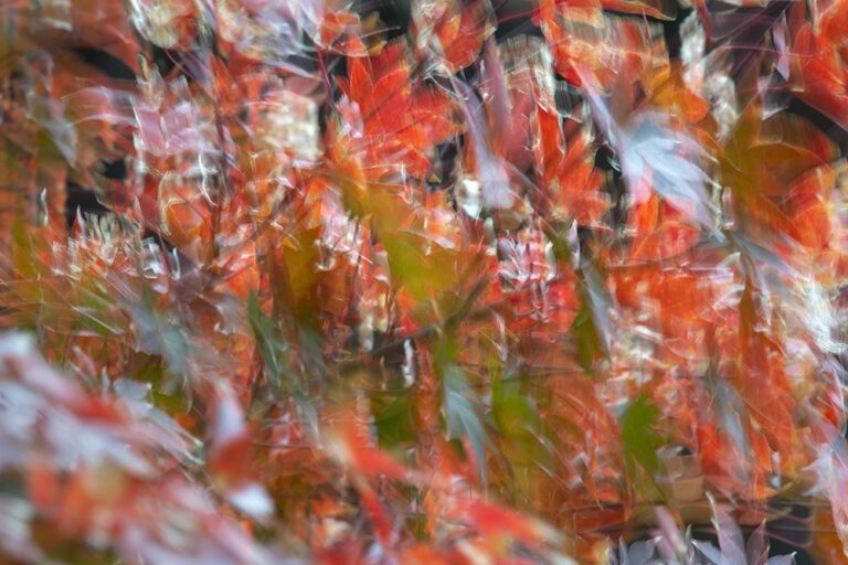 Fall Movement I