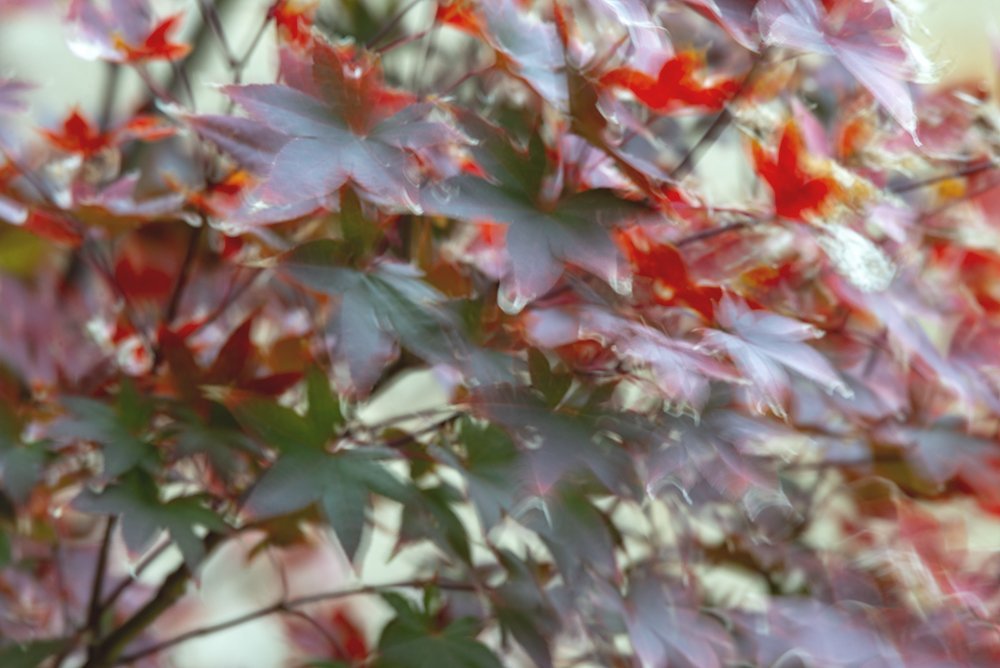 Fall Movement 2