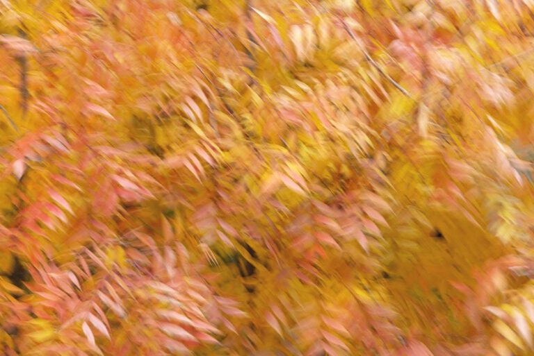 Fall Movement 6